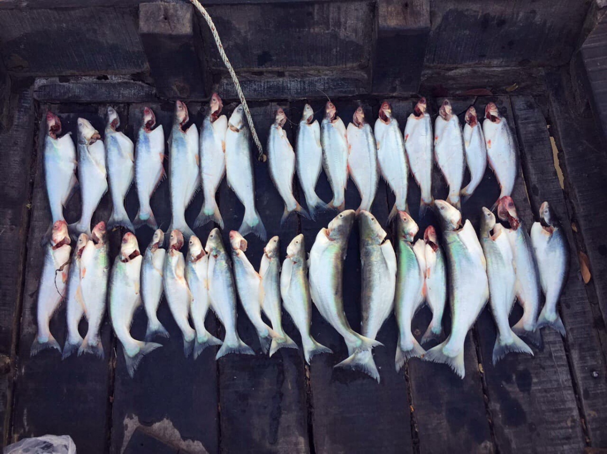 “Nữ hoàng cá” ở Gò Công được giới sành ăn săn lùng